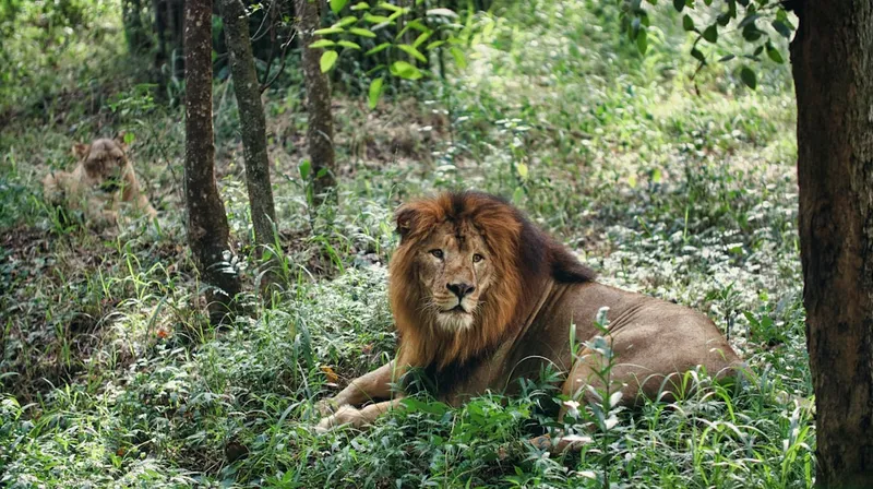 Majesty of Bannerghatta: A lion's gaze piercing through the heart of Bengaluru. This photograph captures the raw intensity of a lion's gaze at Bannerghatta Biological Park in Bengaluru. The golden hues of its mane contrast beautifully with the lush green backdrop, showcasing the wild essence of this urban jungle.