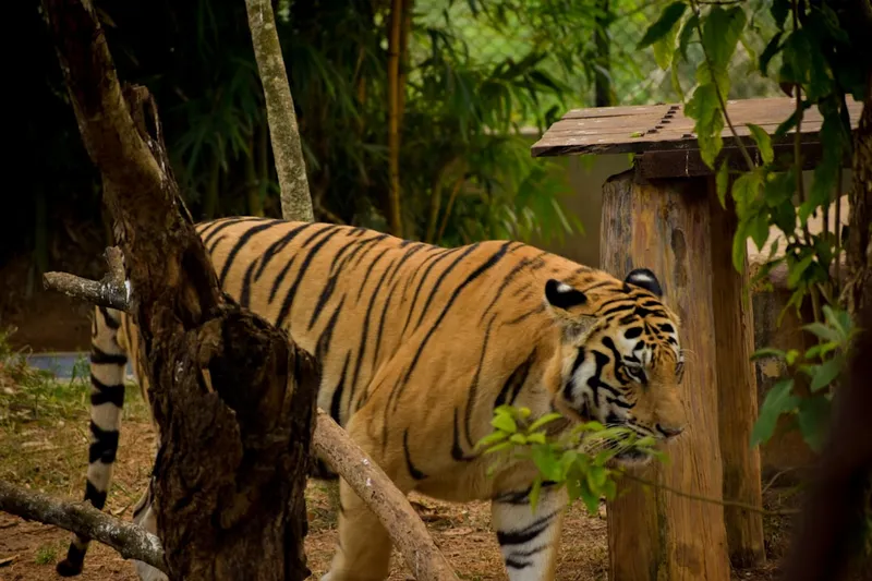 A tiger is standing in a lush forest.