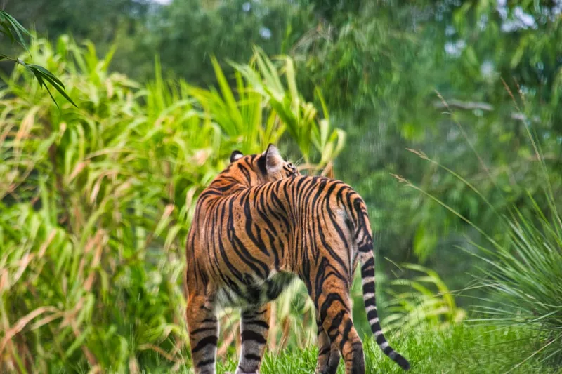 Sumatran tiger walking in the rain from a recent trip to Walt Disney World.