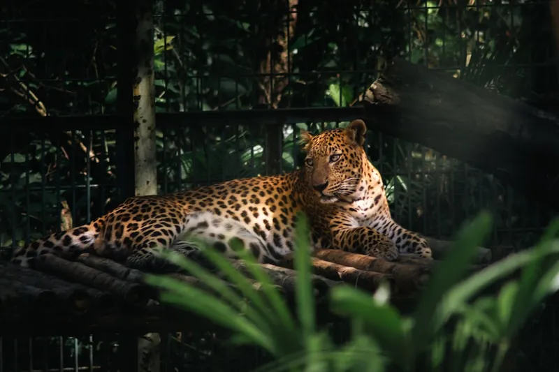 A jaguar rests on a platform, looking regal.